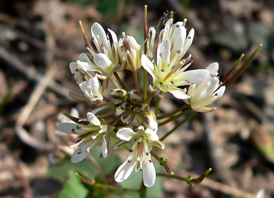 {Cardamine flagellifera}